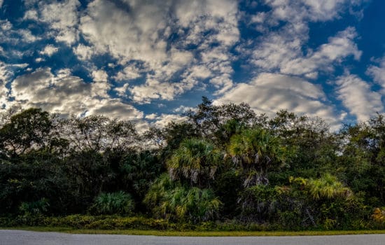 Beautiful Port Charlotte, FL Parcel With Power, Privacy, and Play!