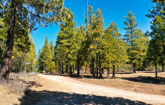 Magnificent Treed Retreat Parcel Is Short Walk To Over 4,400 Acres Of Forest Service Land